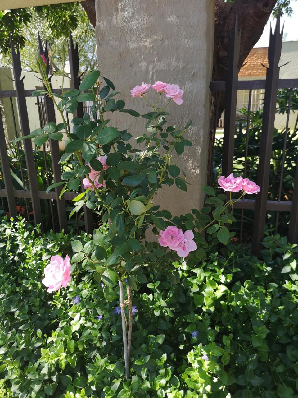 Aaa Rose Garden Guesthouse Mookgophong Exterior photo